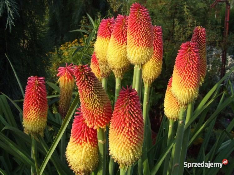 tytomapłanąca pochodnia Kraśnik sprzedam