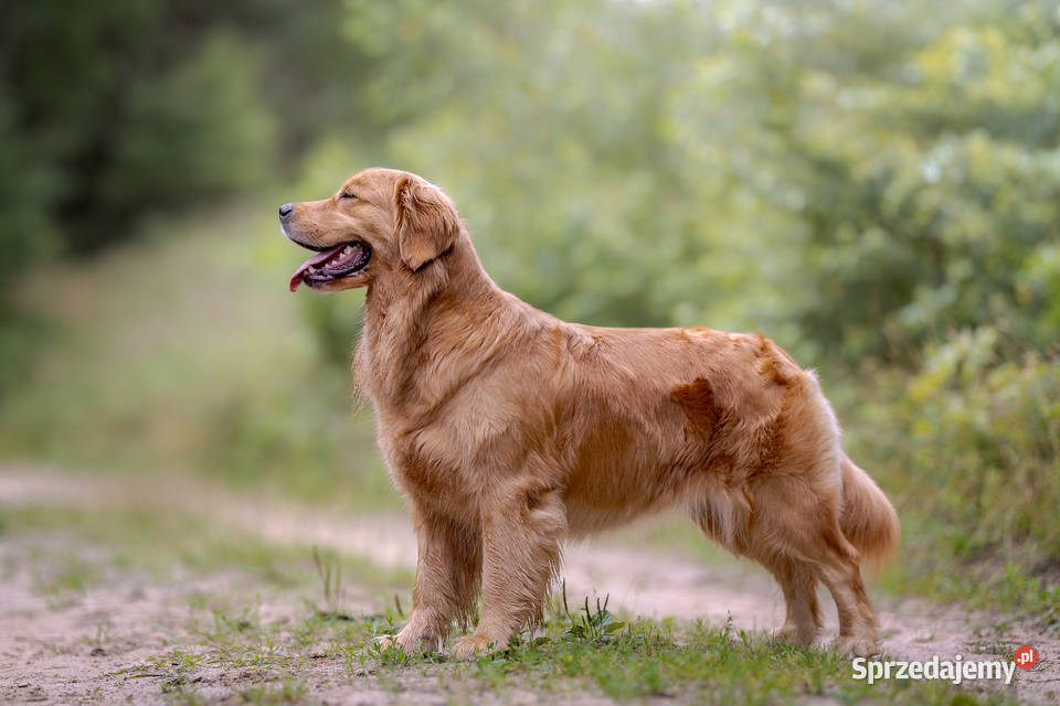 Golden Retriever ZKwP FCI ciemnozłoty linia Żukowo