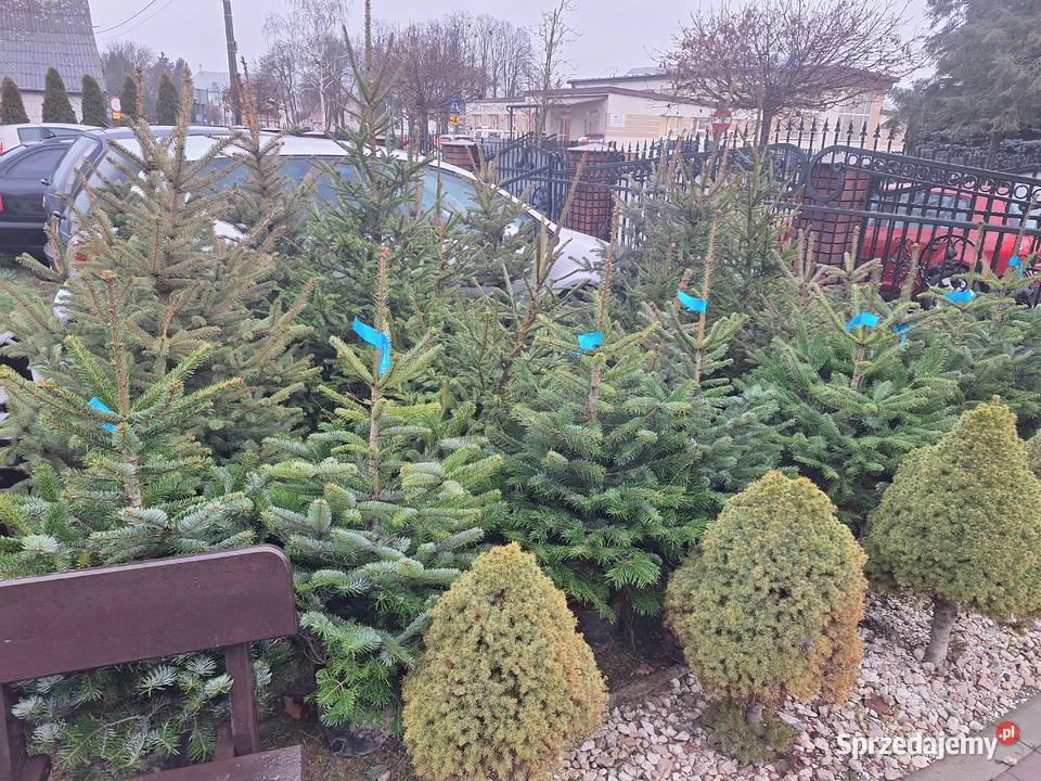 już mamy Jodły kaukaskie choinki cięte i Ciechanowiec