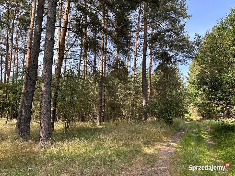 Działka w otulinie lasu Sprzedaż Trzebule