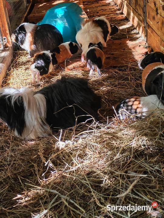 Sprzedam Świnki morskie Wólka Zastawska