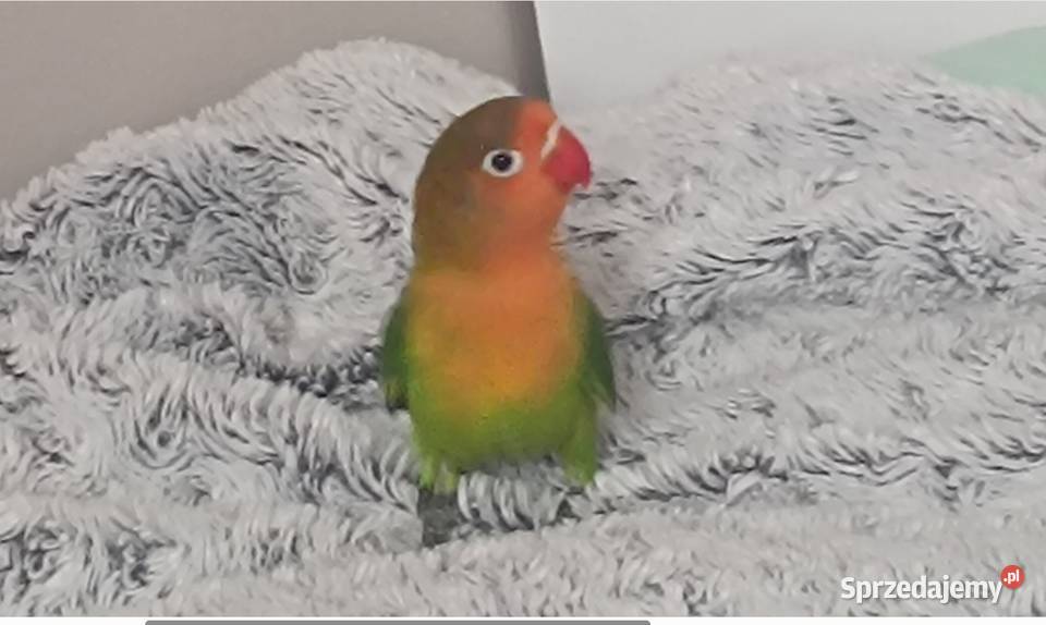 Fisher Nierozłączki Ptaki Rzeszów