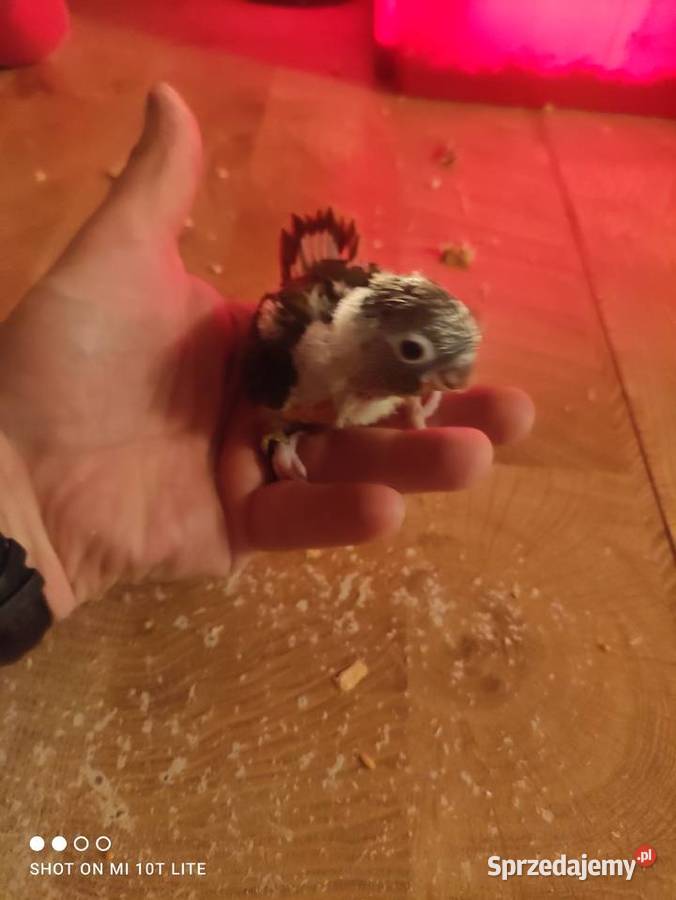 Rudosterki ręcznie karmione sprzedam Zgierz