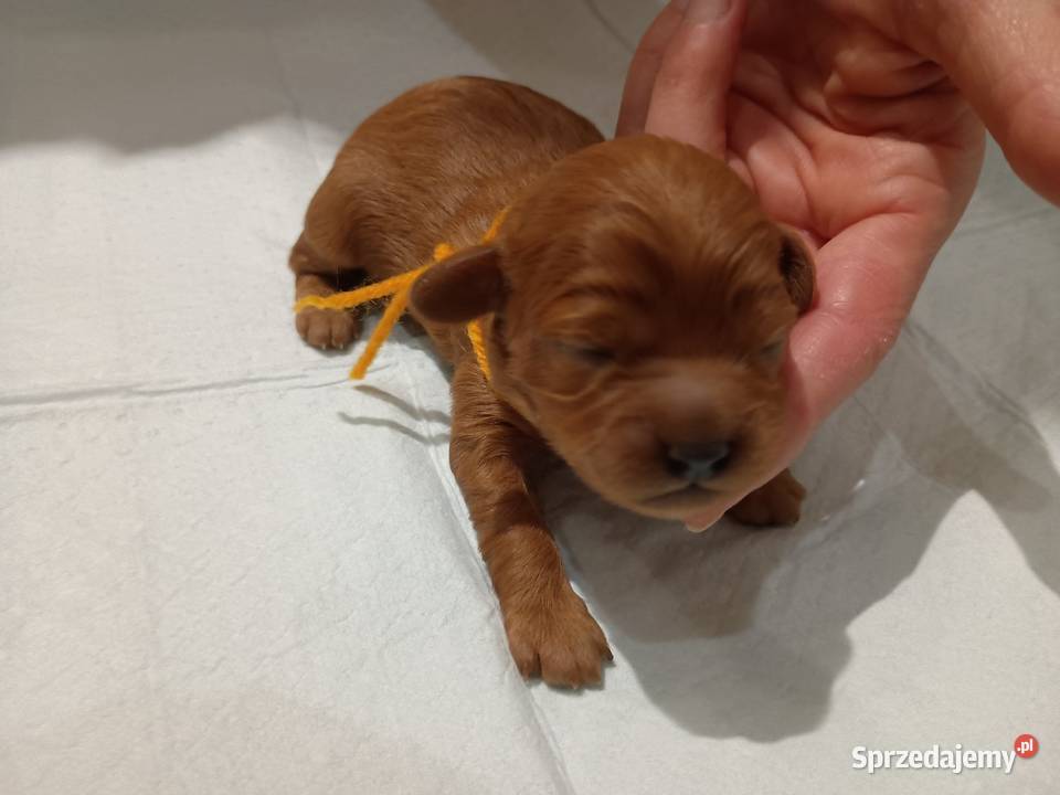 Cavapoo f1b małopolskie Miechów sprzedam