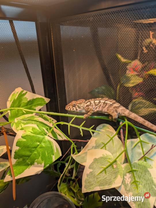 Kameleon lamparci samiczka nosy flay Olsztyn