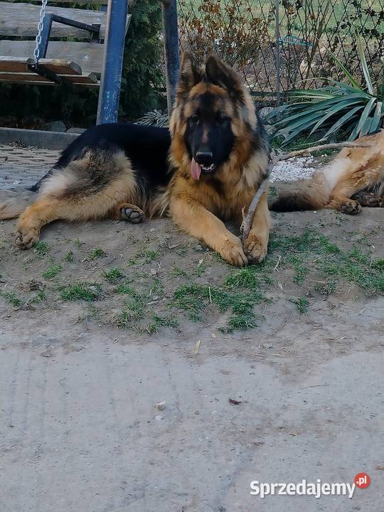 Szczeniak owczarka niemieckiego