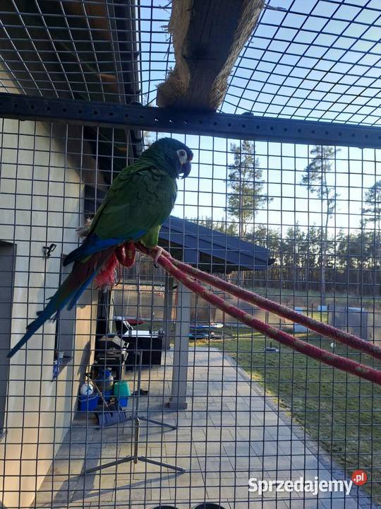 Sprzedam Arę Marokane