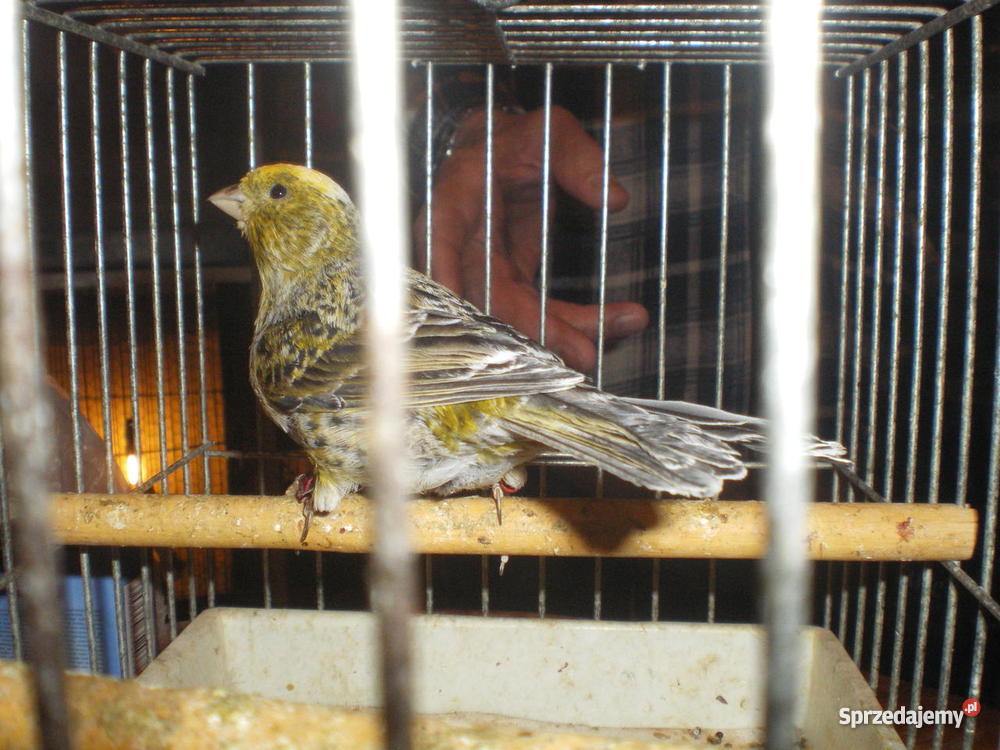 Kanarki Pozostałe Częstochowa