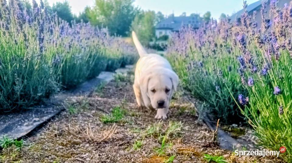 Labrador Retriever Ostrówek-Kolonia