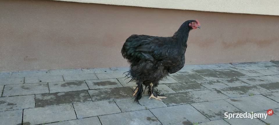 Sprzedam koguty młode sprzedam