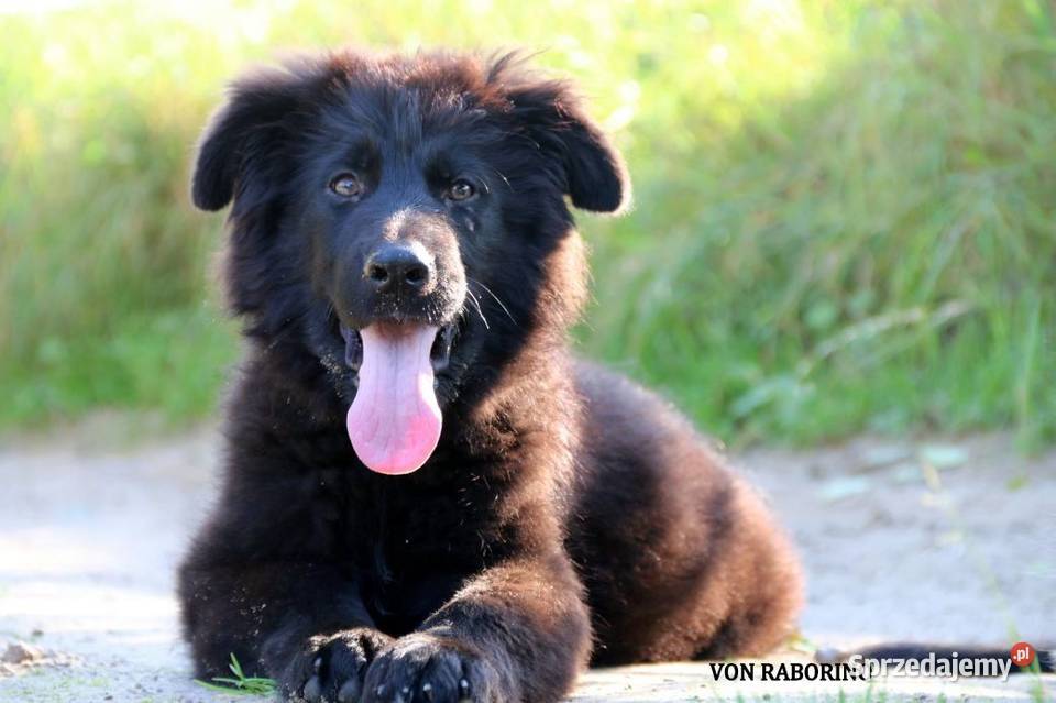Owczarki Niemieckie Długowłose Choszczno sprzedam