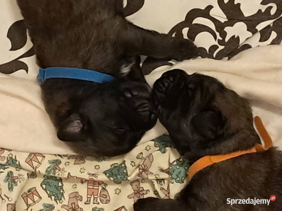 Leonberger szczenięta Kraków
