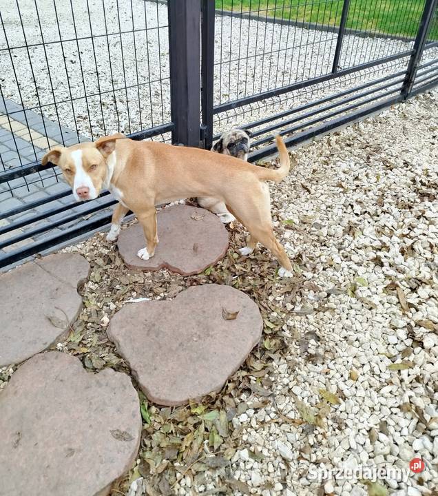 American pitbull terrier Red nose Nieprowice