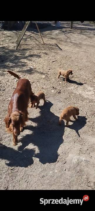 Sprzedam szczeniaka rasy Seter Irlandzki warmińsko-mazurskie Lubawa