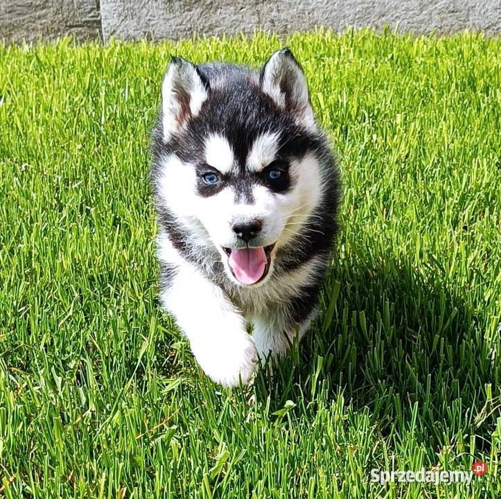 Szczeniaczki Siberian husky z elitarnym Husky Krośniewice