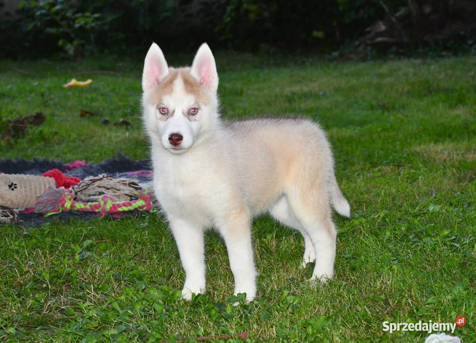 Siberian Husky Suczka niebieskooka z doskonałym