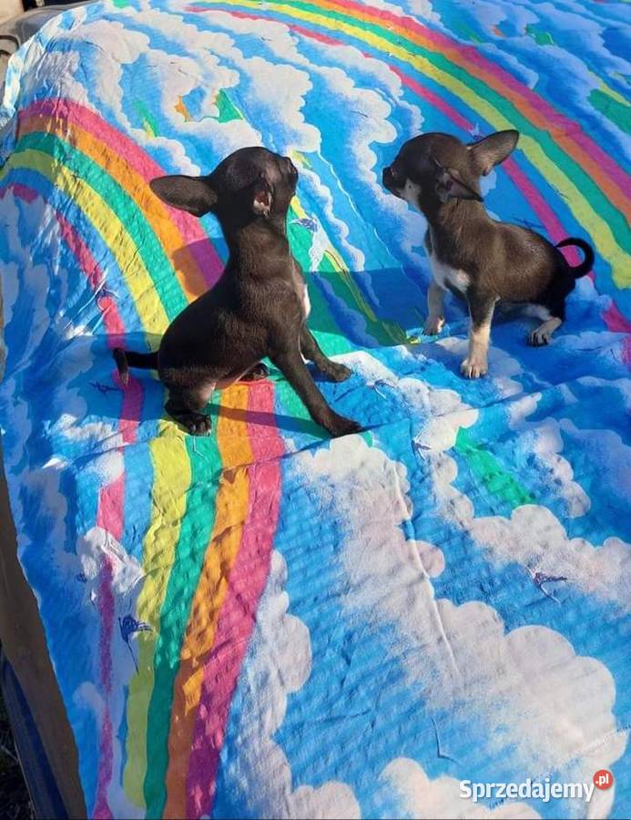 Suczki chihuahua Płońsk