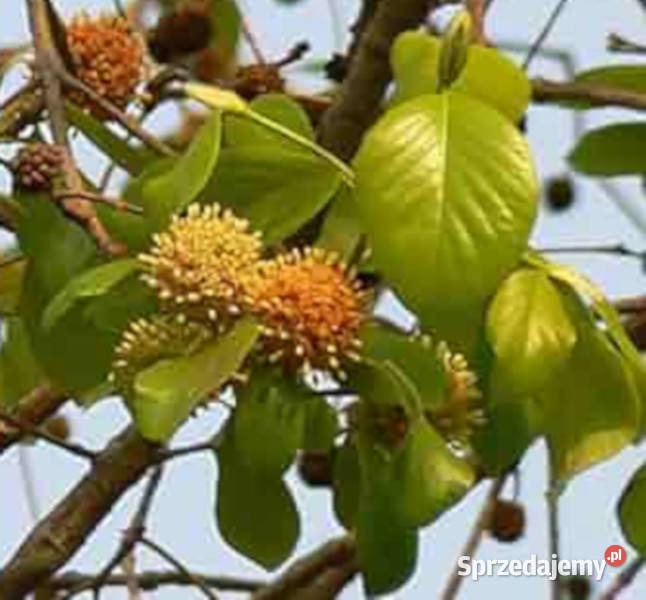 MITRAGYNA PARVIFOLIA Mitragyna parvifolia Lubanie sprzedam