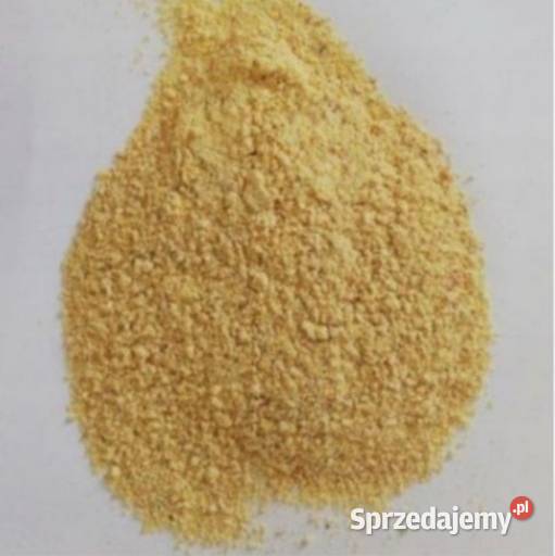 Kukurydza sucha suszona 100 ton Zboża Paprotnia sprzedam