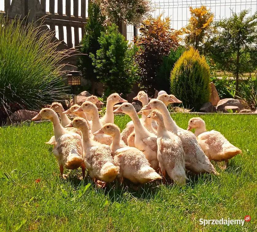 Kaczogęsi MULARD Sędziszów sprzedam