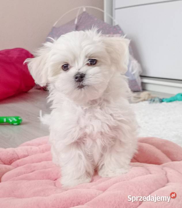 Maltańczyk szczenię BOY