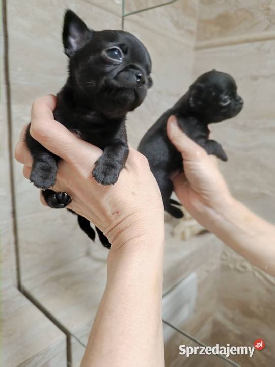 Chihuahua czarny Warszawa