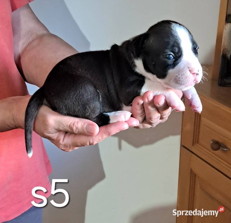 Amstaff zkwp fci suczka Koziegłowy