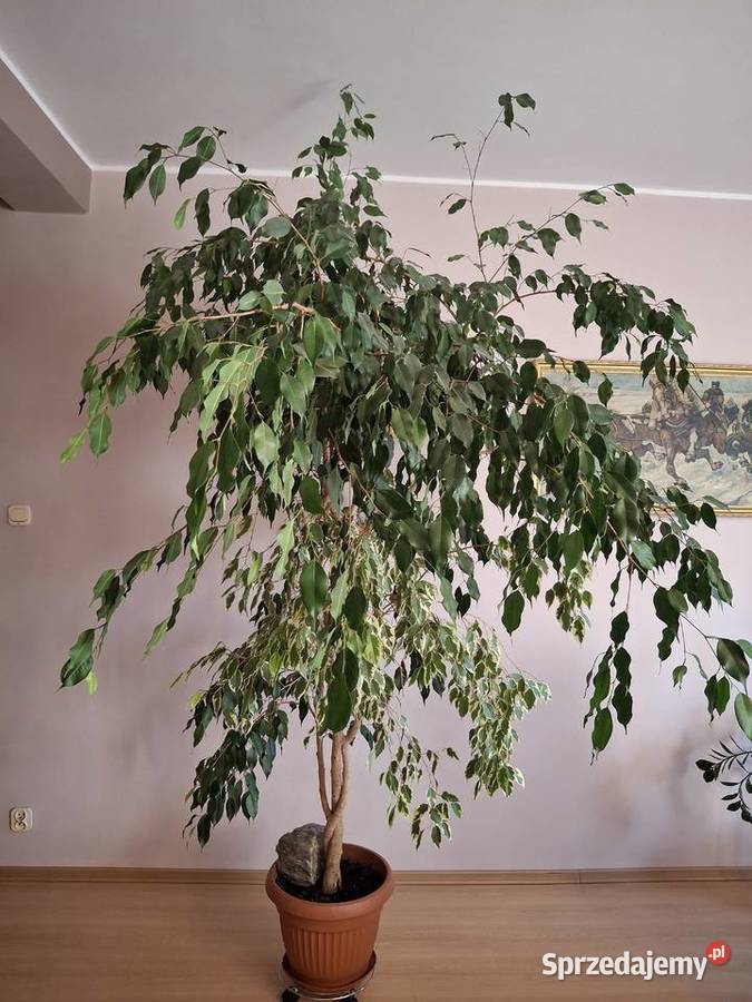 Fikus Beniamin zielony z pstrokaty Wrocław