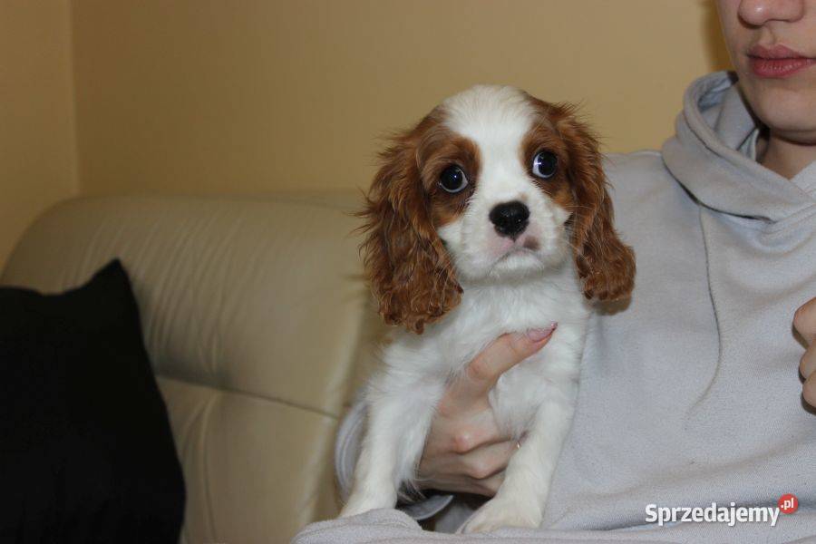 Cavalier King Charles Spaniel szczeniaczki ZKwP Aleksandria sprzedam