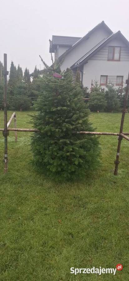 Punkt sprzedaży choinek jodla kaukaska Świerk Kościerska Huta