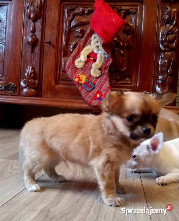 Chihuahua piesek biały i brązzowy Chihuahua Jasienica Dolna