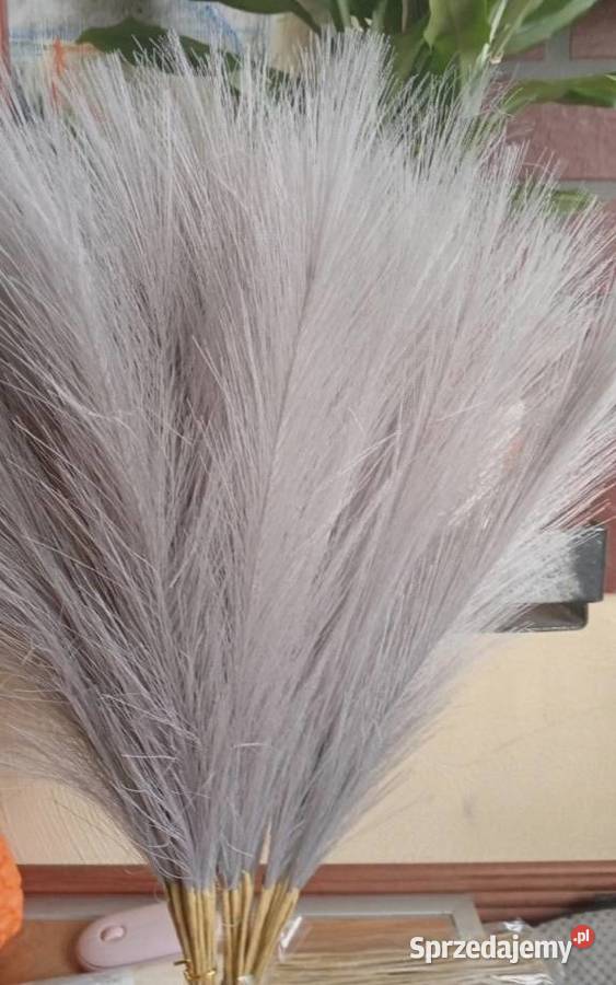 Nowa szara trawa pampasowa 40 sztuk zachodniopomorskie Szczecinek