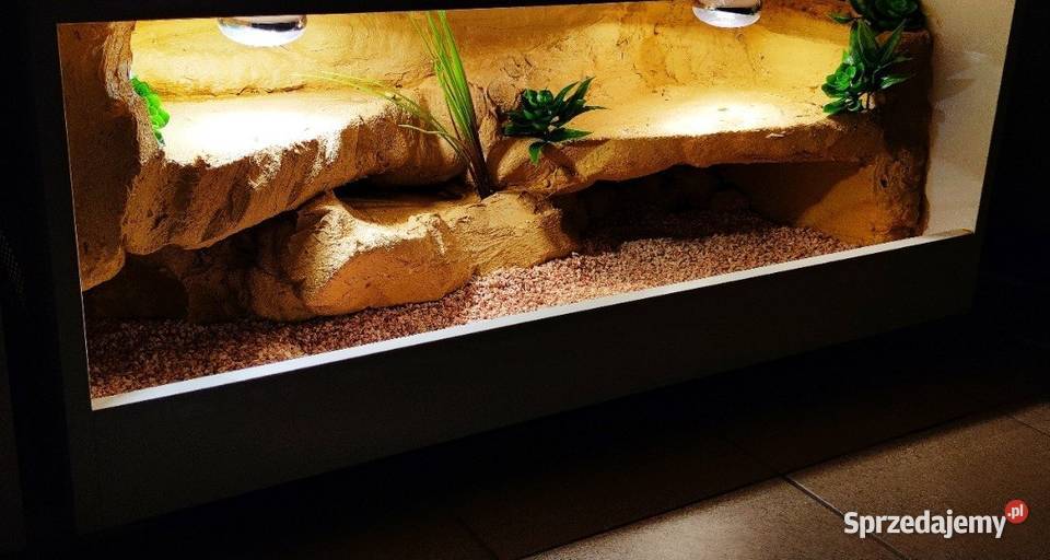 Terrarium hodowlane żółwia greckiego agamy Mysłowice sprzedam