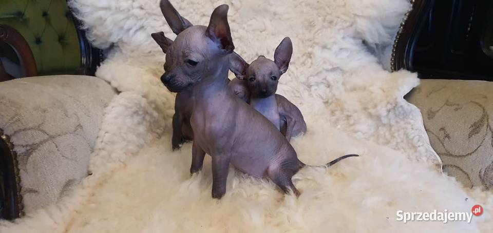 Nagi Pies Meksykański XOlO łódzkie Radomsko