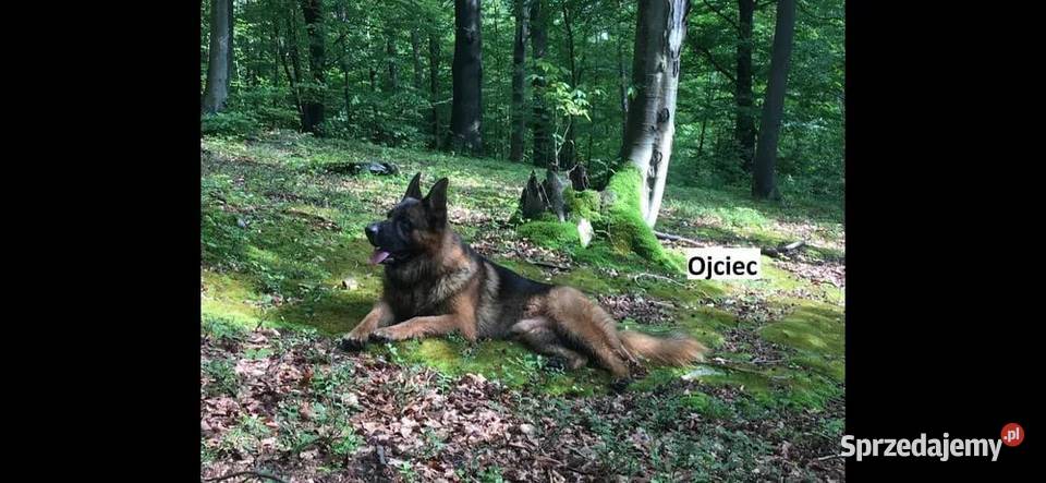 Domowe Owczarki Niemieckie z Rodowodem Zwierzęta sprzedam