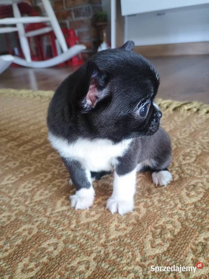 Chihuahua malutki xxs gorzka czekolada Zwierzęta Radomsko