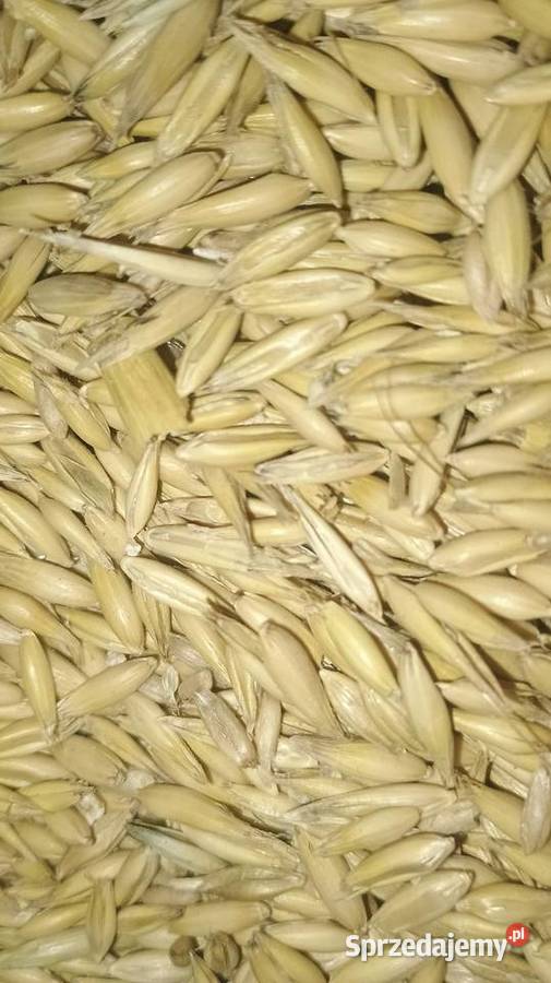 Sprzedam jęczmień pszenicęowies pszenżyto Góra Siewierska sprzedam