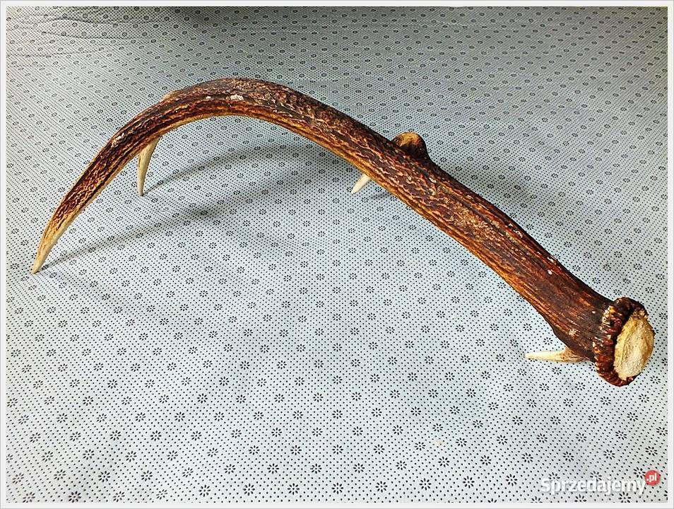 Duże poroże jelenia waga 1300g długość 64 Stan Żary