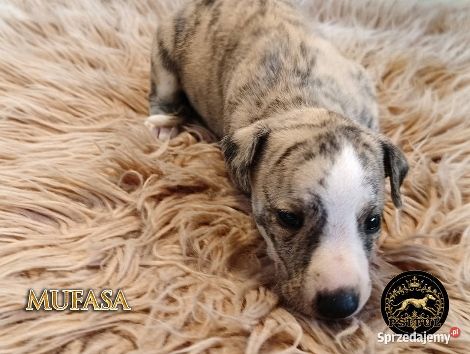MUFASA Whippet na sprzedaż piękne rasowe zdrowe Poznań