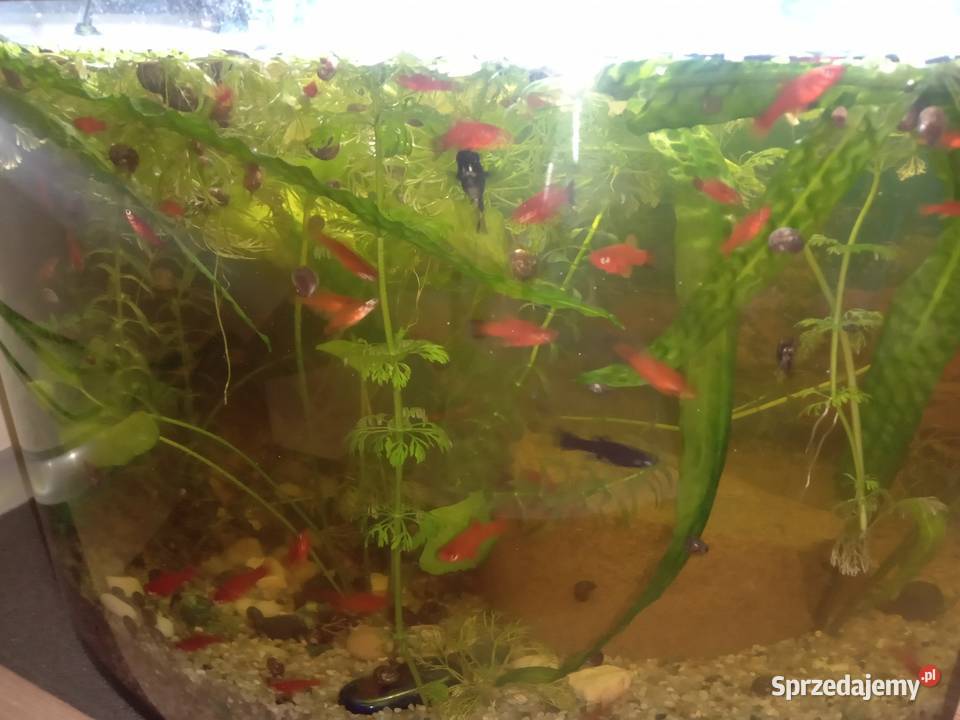 Młode molinezje i mieczyki 4 sztukę Biała Podlaska