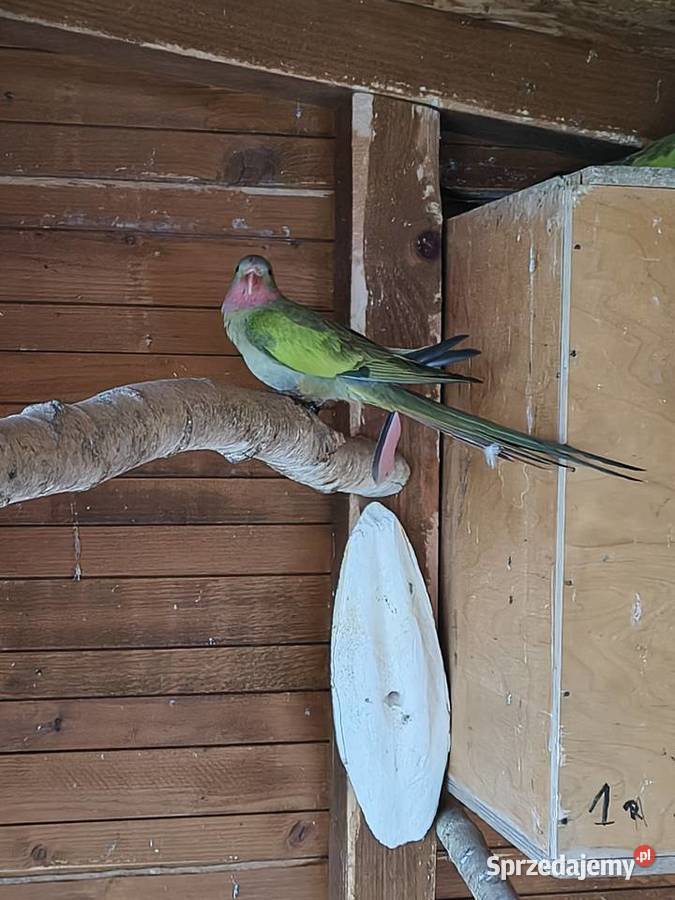 Księżniczki Walii inne papugi Sobków