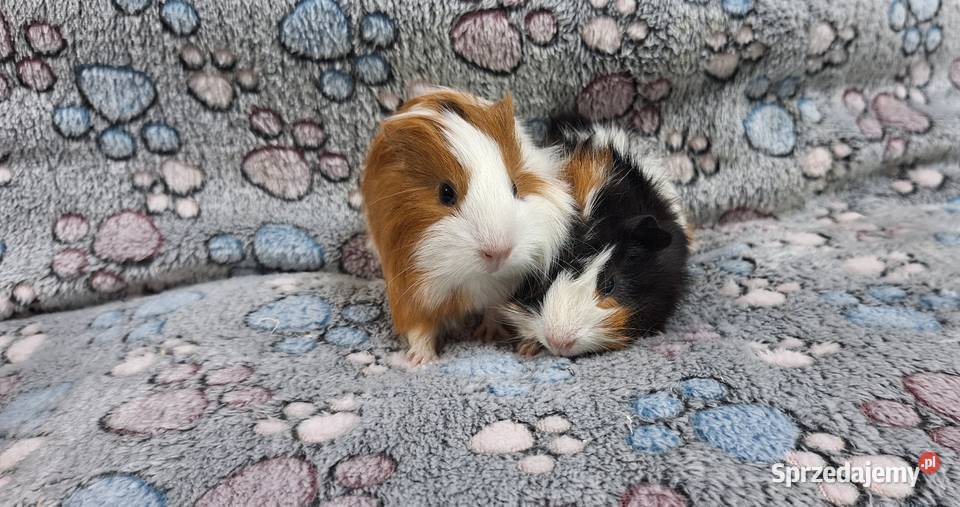 Świnki morskie samiczki cavia domowa Gady i płazy Wołomin