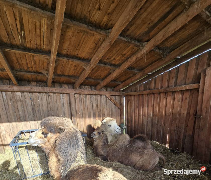 Wielbłąd dwugarbny samica z 2025r śląskie Poczesna