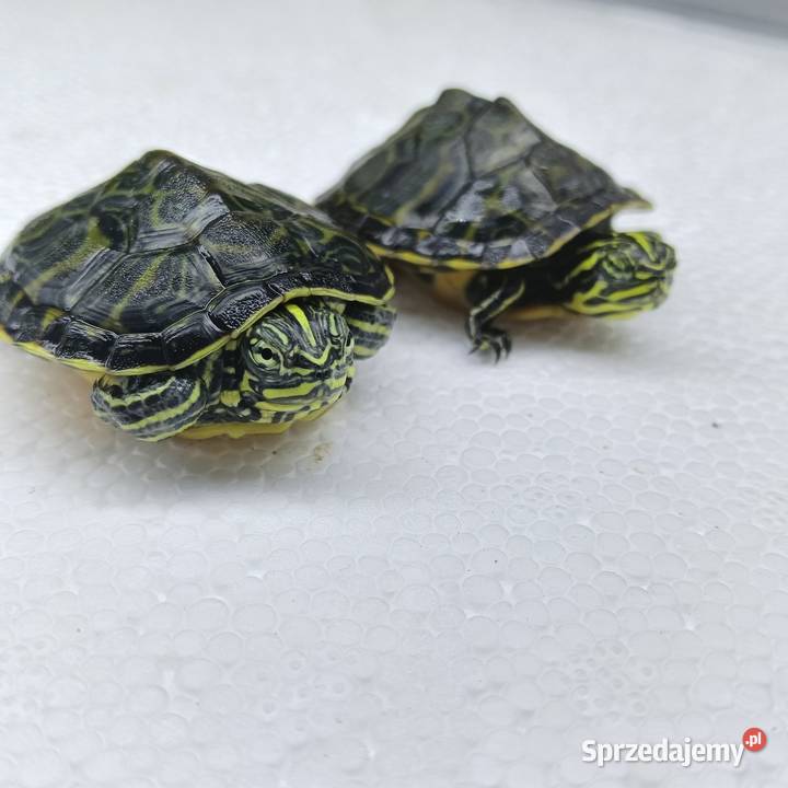 Żółw wodno lądowy małopolskie Kraków