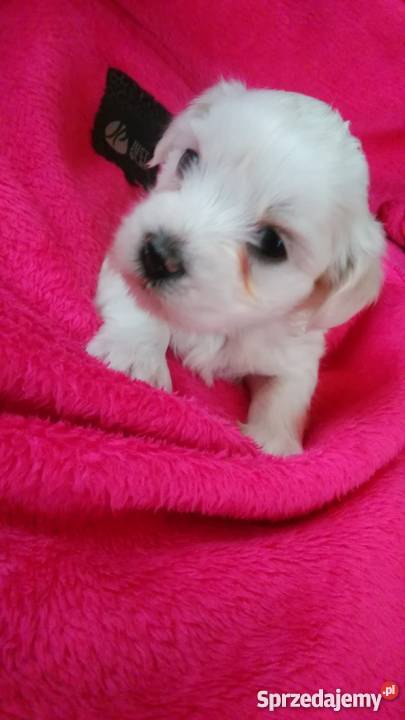 Sprzedam maltanczyki Nowy Targ