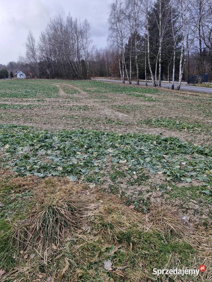 Sprzedam działkę 175ha budowlano rolna las Sprzedaż Gruszów