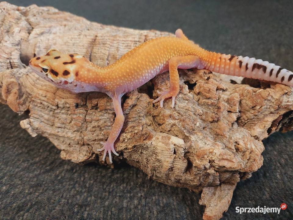 Gekony lamparcie Gdynia
