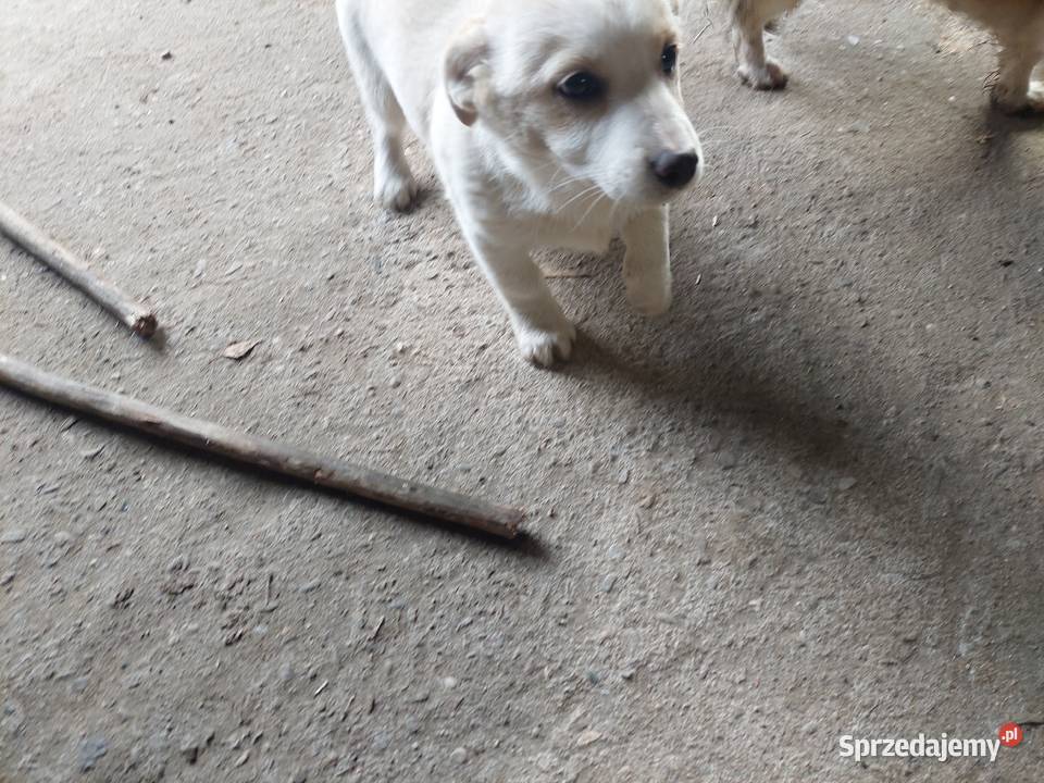 oddam przytulnego miłego pieska w ręce Tarnów