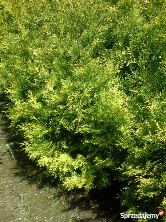 Tuja Europe Gold złotożółta tuja Kraków Proszowice