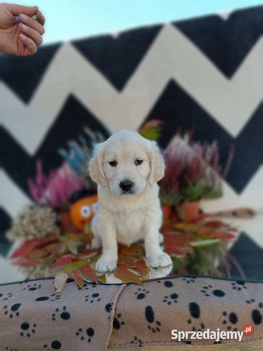 Golden Retriever Dębica